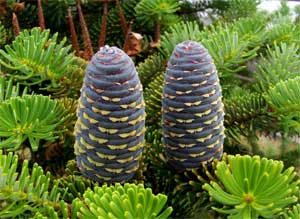Пихта Корейская - Abies koreana Silberlocke