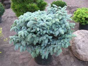 Ель колючая - Glauca Globosa (Глаука Глобоза)